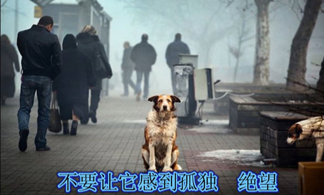 南阳南阳爱影圈微博微信转发案例